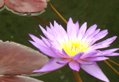 睡蓮