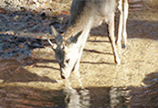 水辺の鹿